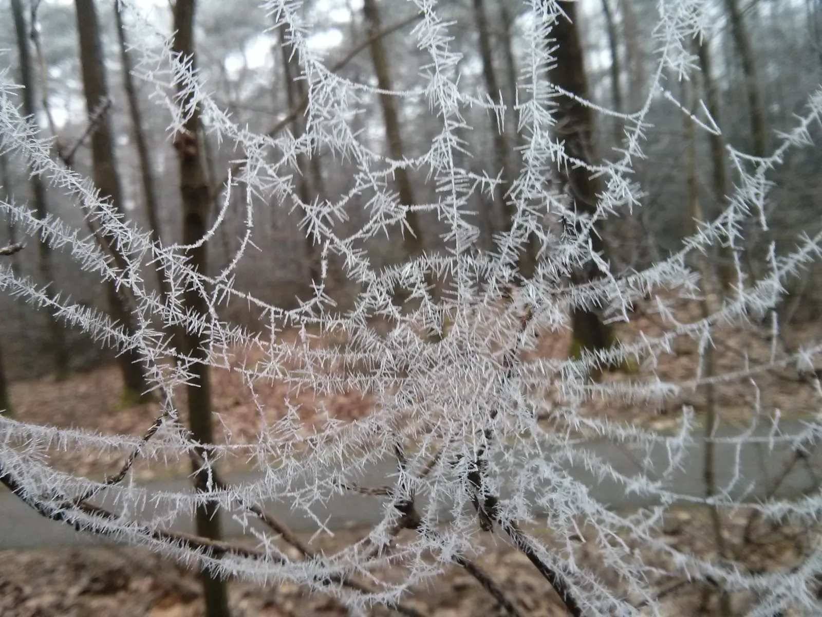 spinnenweb