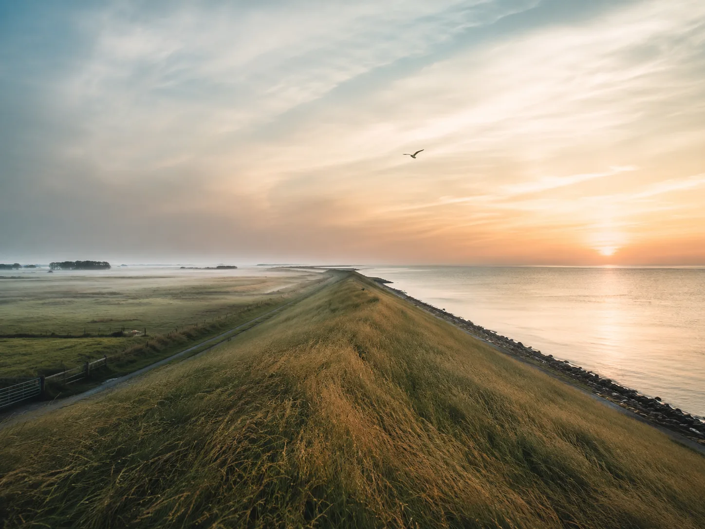 Een Zeeuwse dijk bij gouden uur &mdash; lange dijk die zich uitstrekt richting de horizon, kalm water aan de rechterkant, polders aan de linkerkant, een vogel in vlucht.
